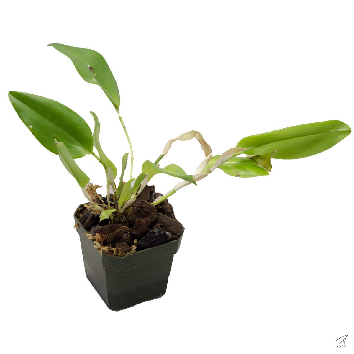 Glass Box Tropicals Restrepia cuprea
