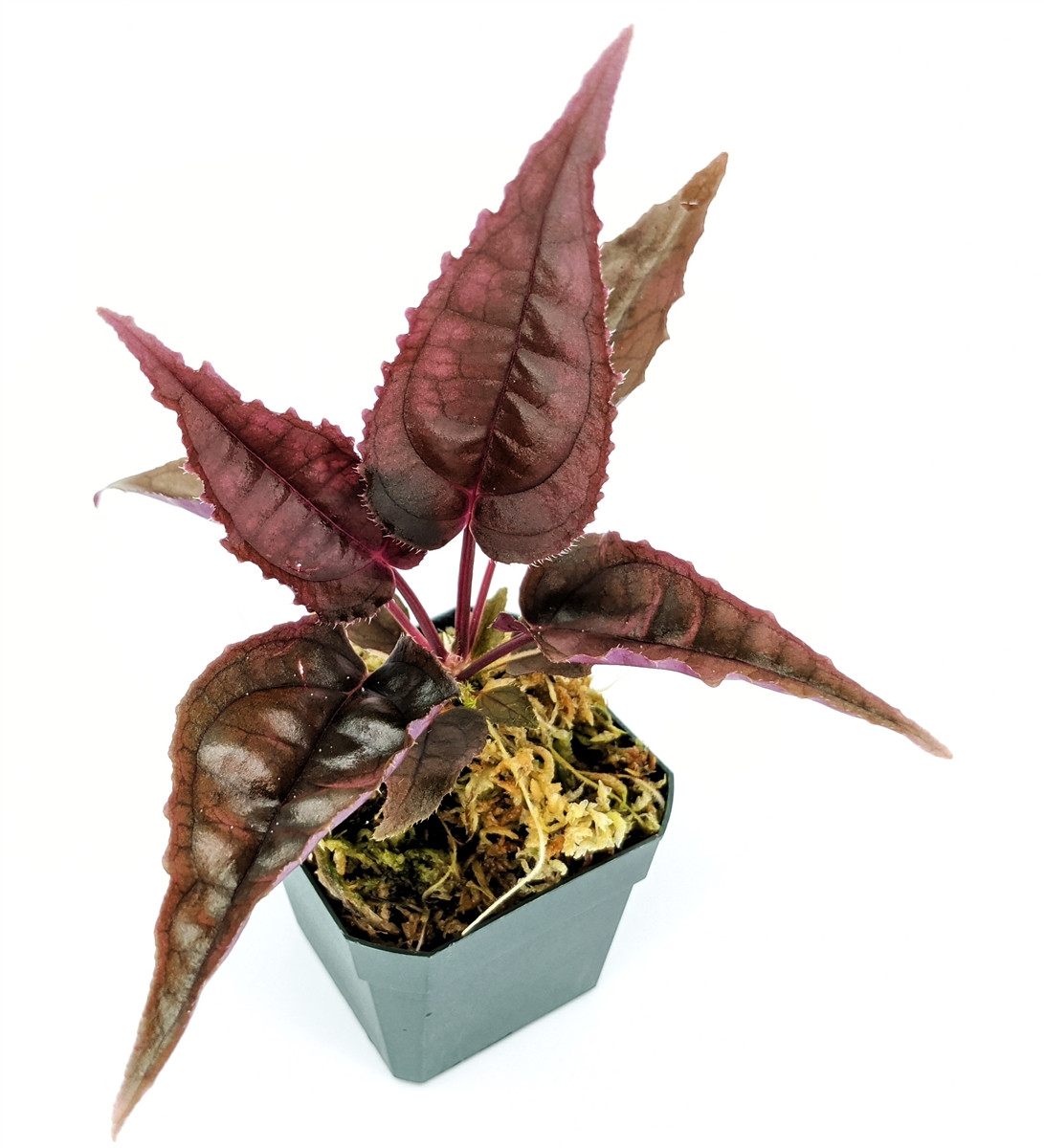 Monolena sp. Ecuador