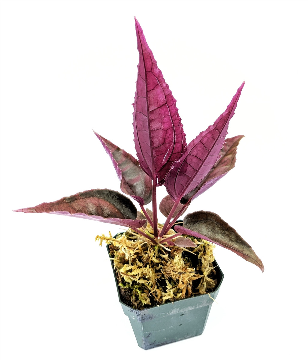 Monolena sp. Ecuador - Thumbnail 2