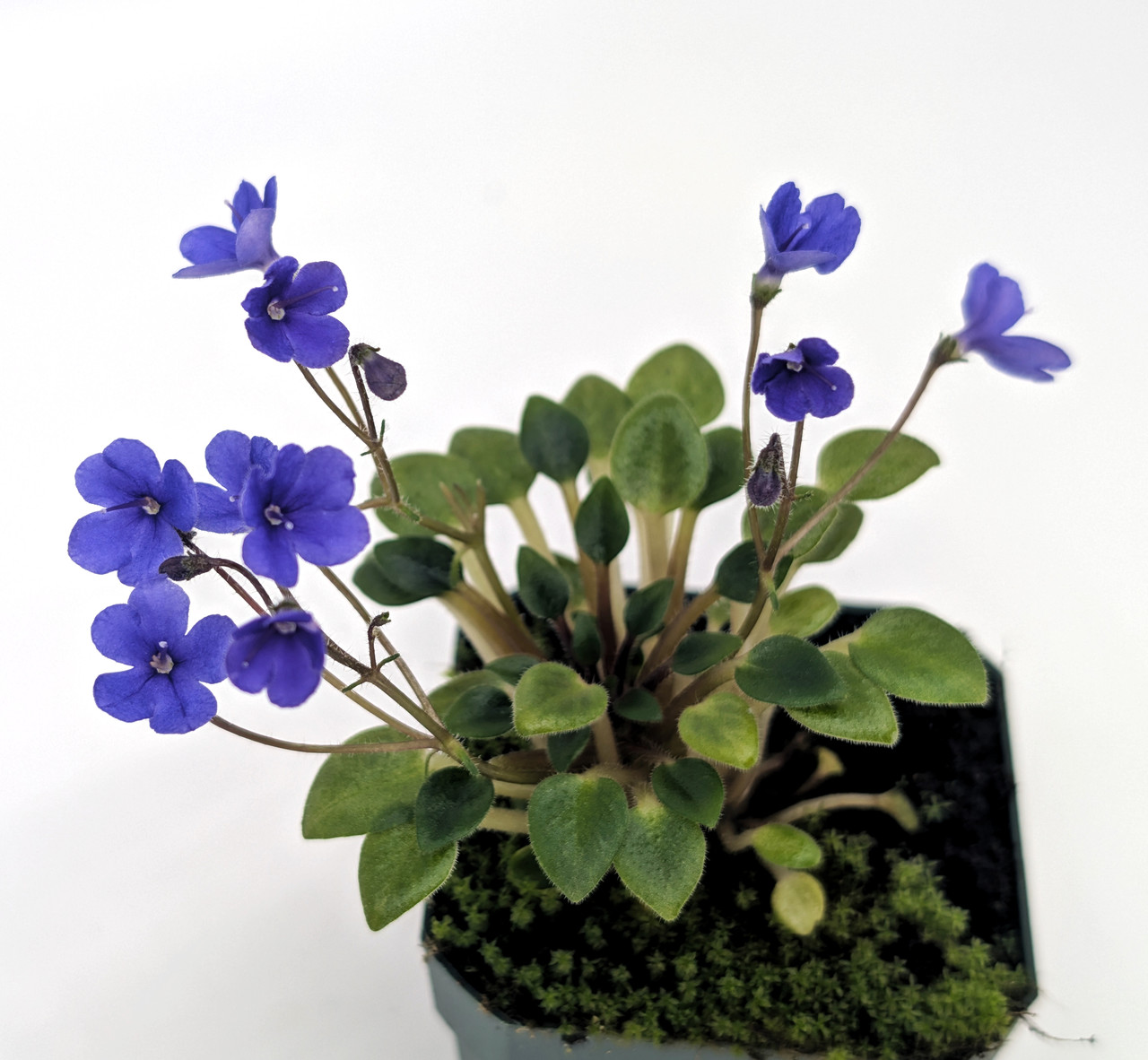 Saintpaulia 'Senk's Fruit Fly'