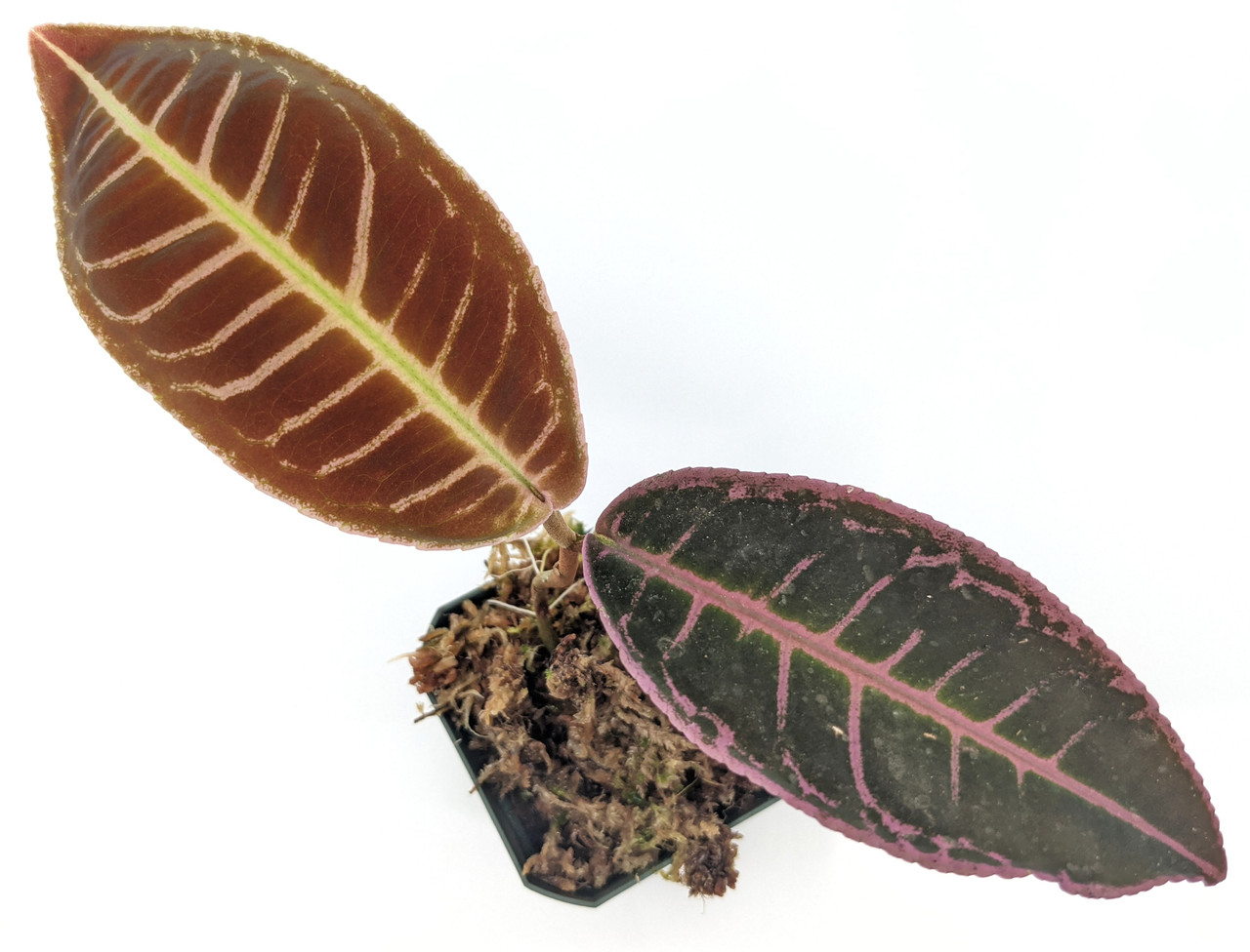 Glass Box Tropicals Labisia sp.