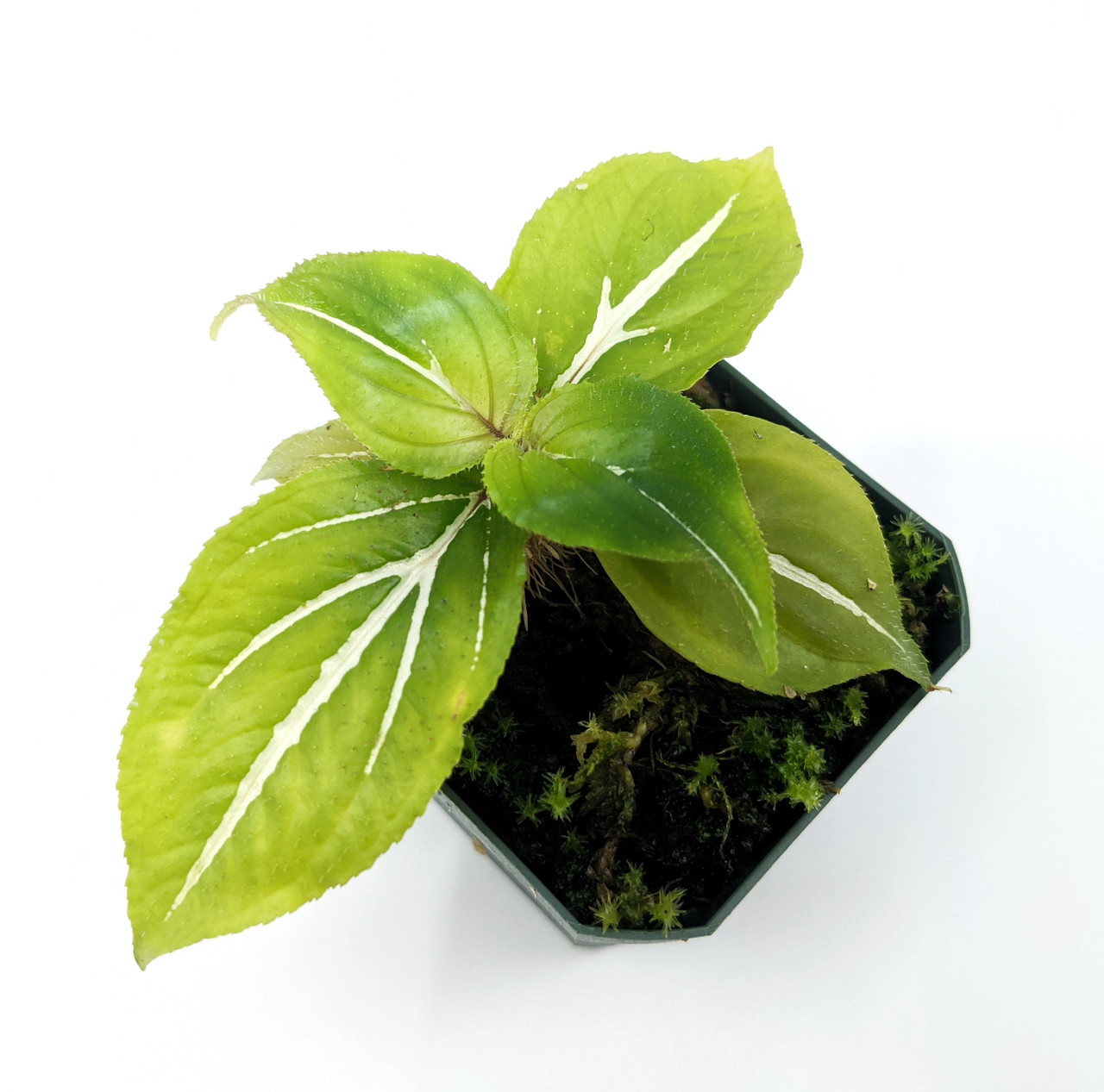 その他観葉植物 Sonerila sp. Guangxi Sonerila sp. Green and White