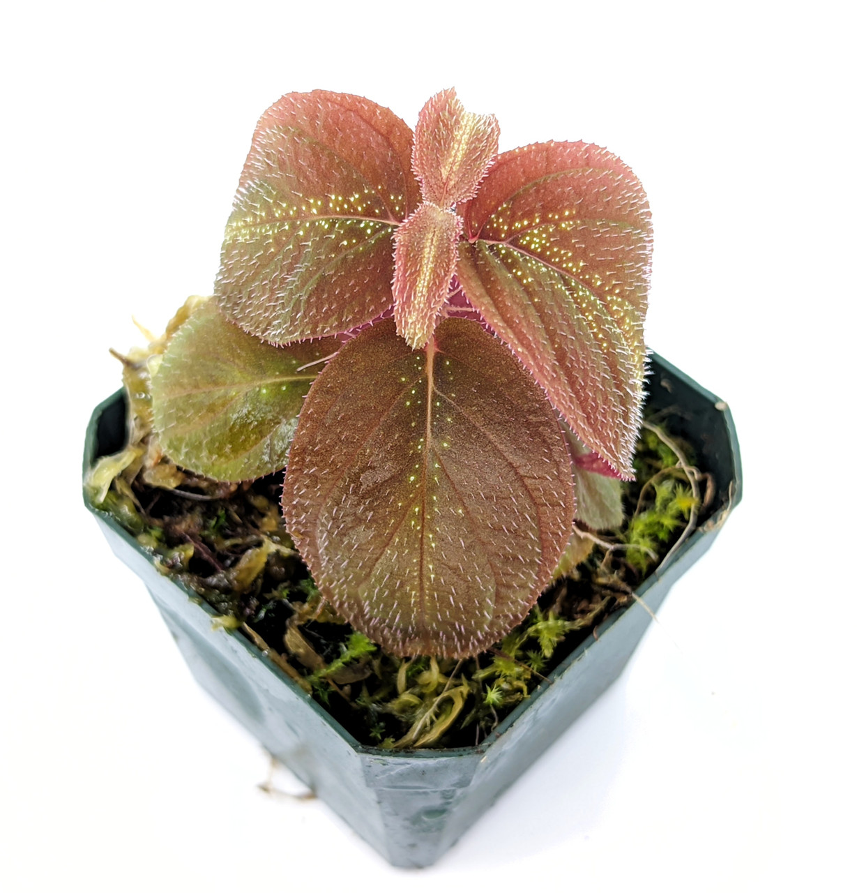 Sonerila sp. Phitsanulok