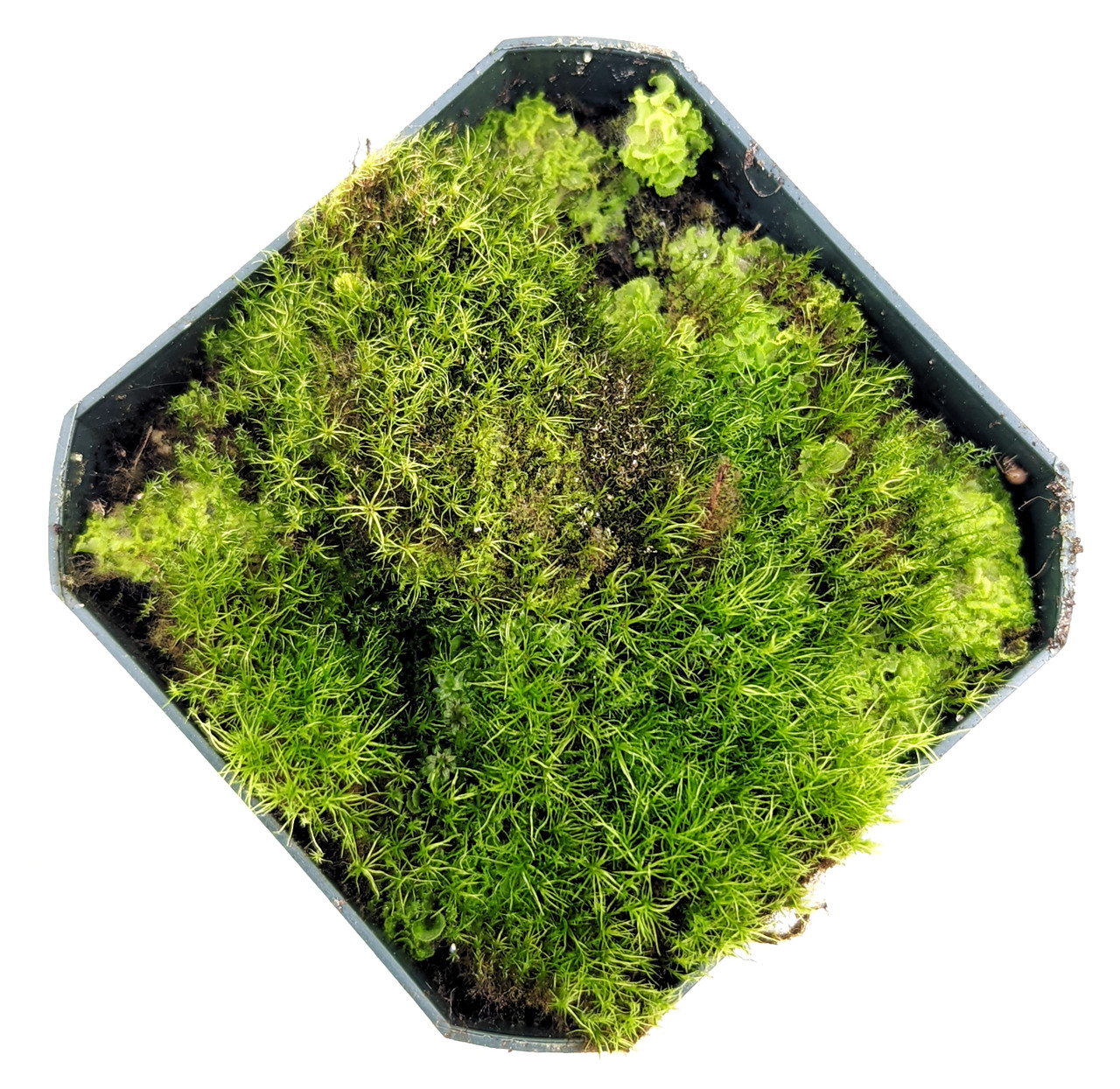 Moss For Sale, Buy Live Moss Online