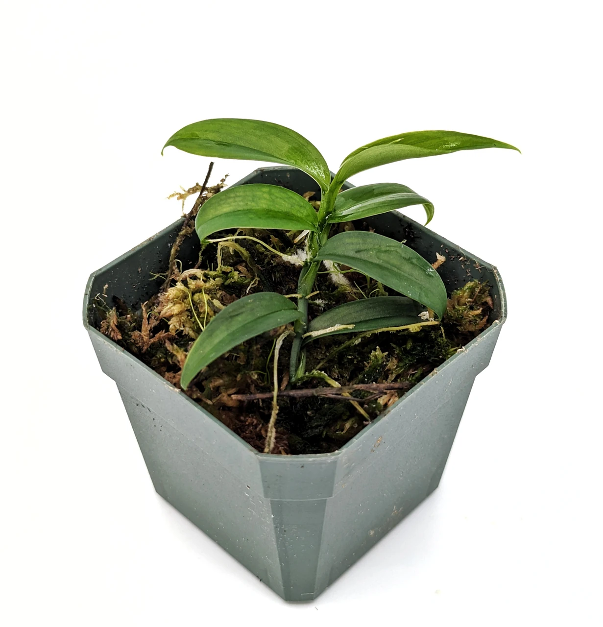 zz plant large ZZ Plant