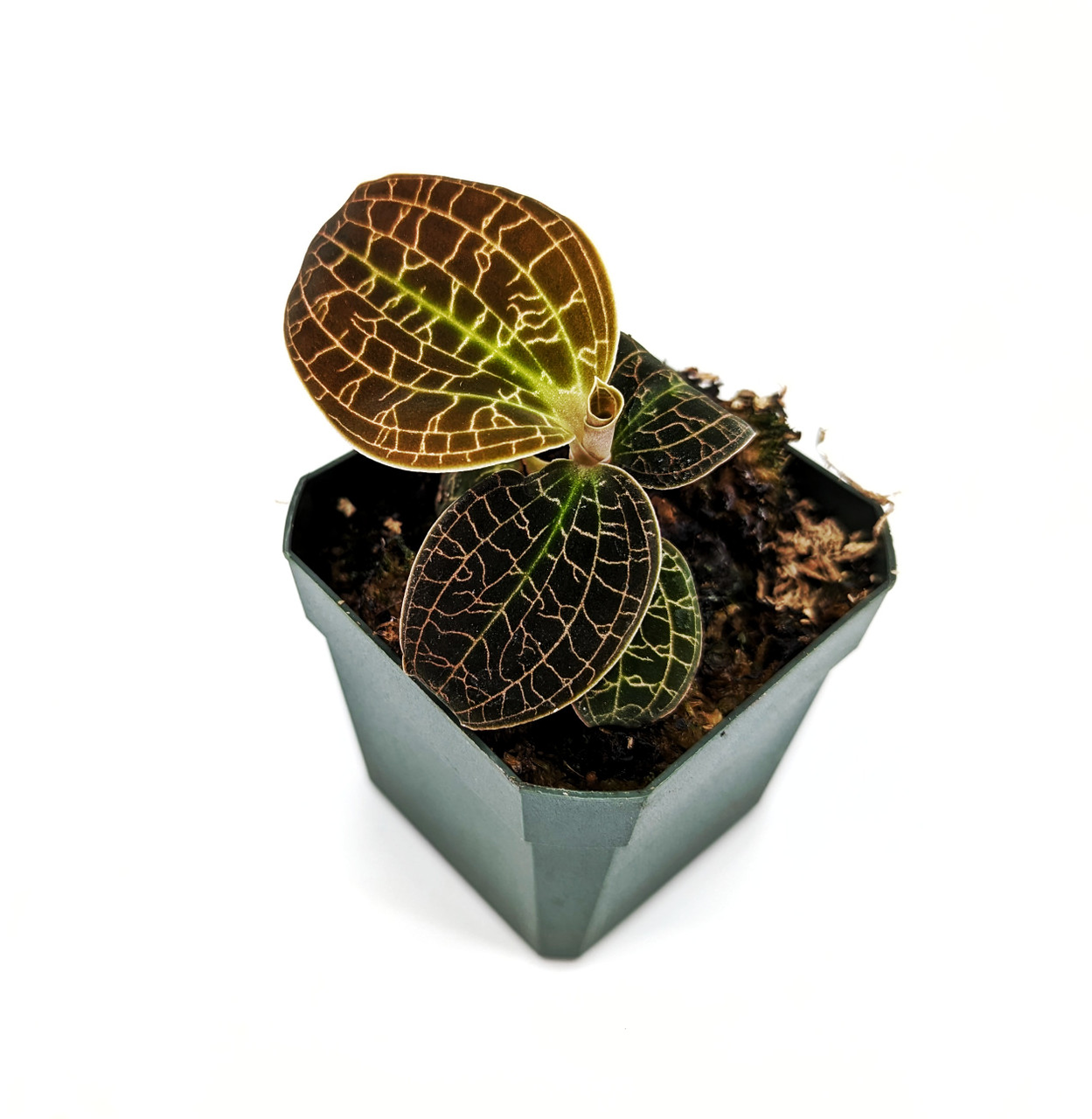 Macodes sanderiana x limii