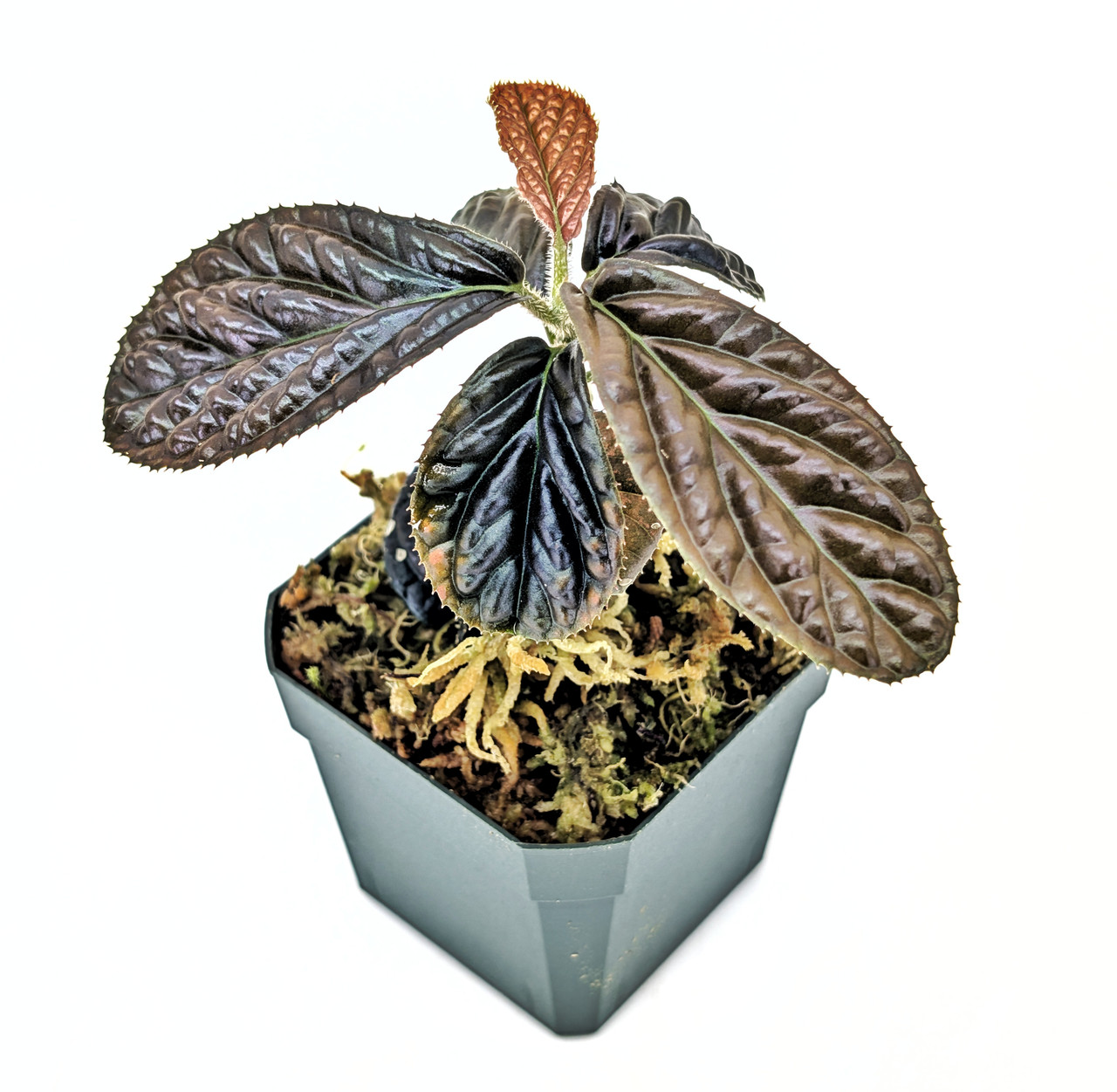 Labisia sp. Snakeskin