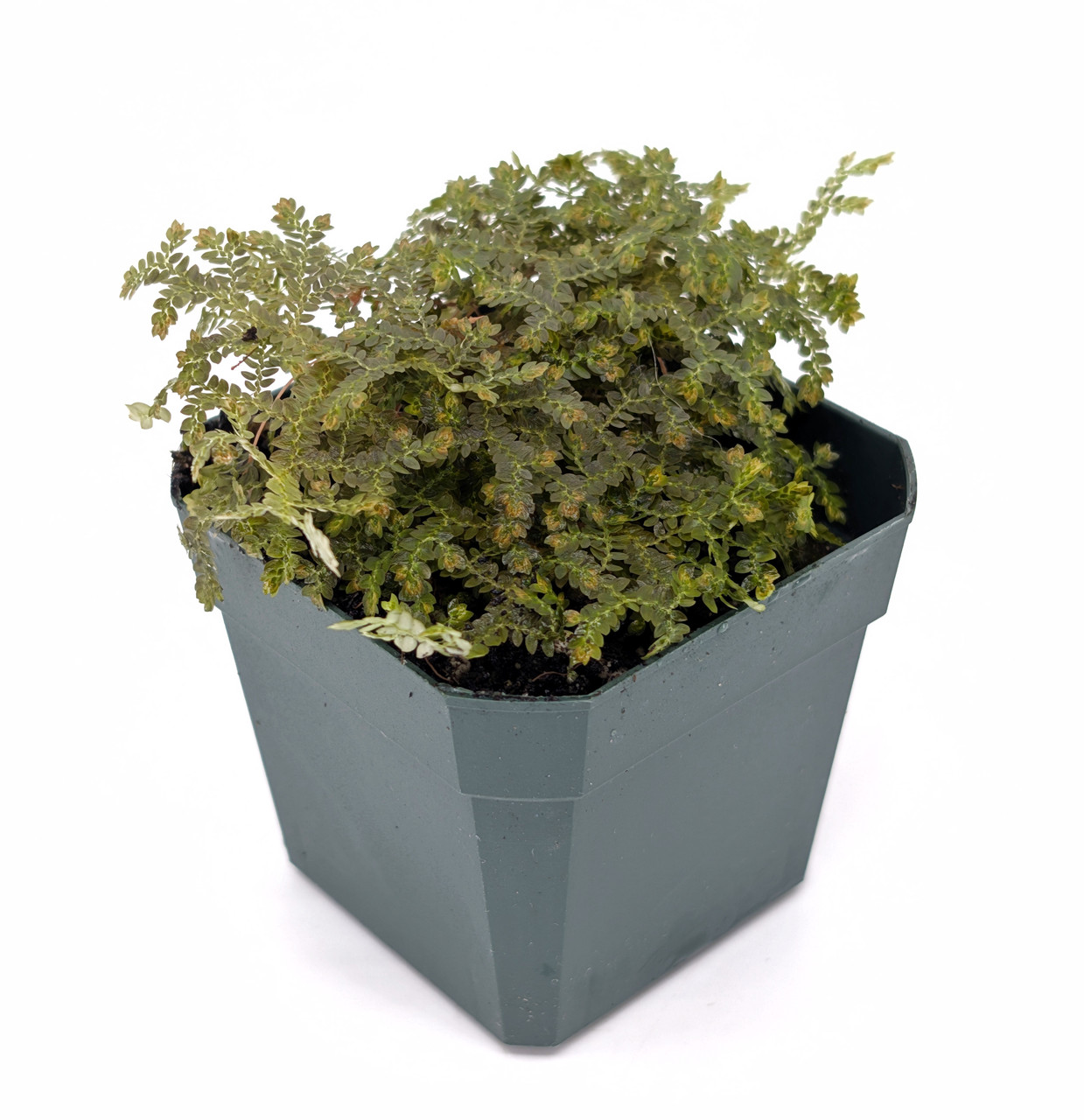 Selaginella sp. 'Bronze'