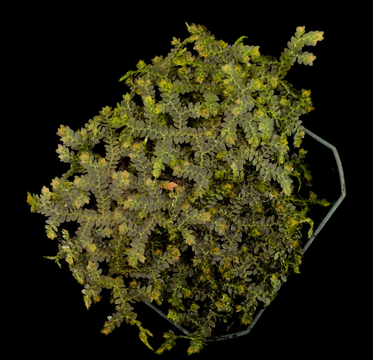 Selaginella sp. 'Bronze' - Thumbnail 3