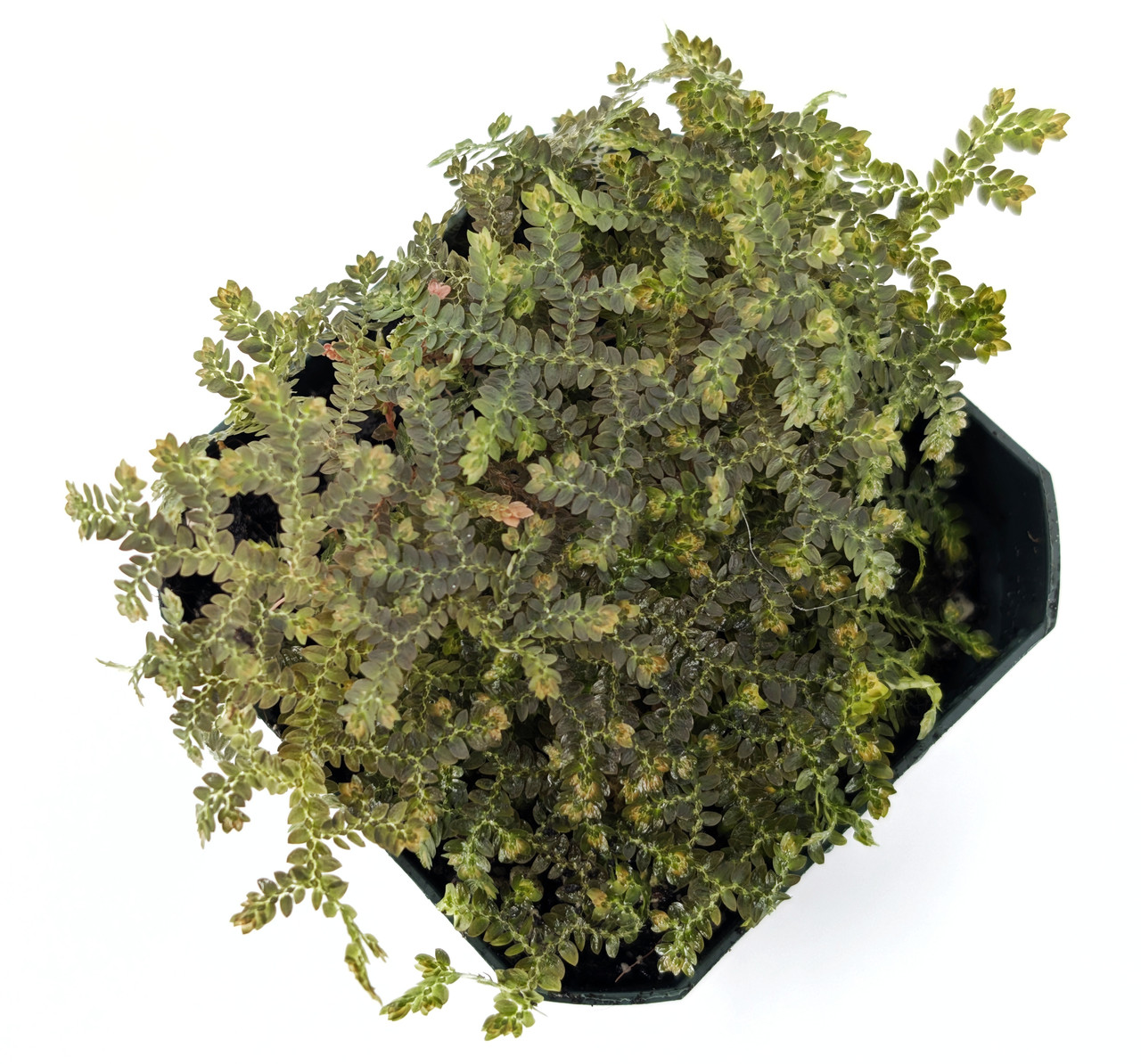 Selaginella sp. 'Bronze' - Thumbnail 2