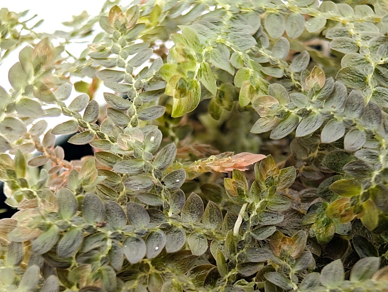 Selaginella sp. 'Bronze' - Thumbnail 5