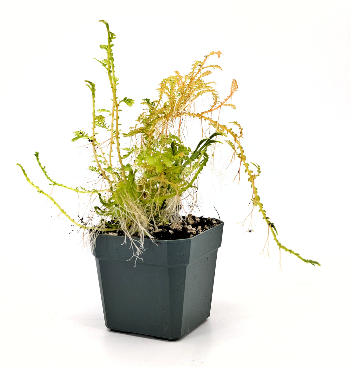 Selaginella wallichi - Thumbnail 3
