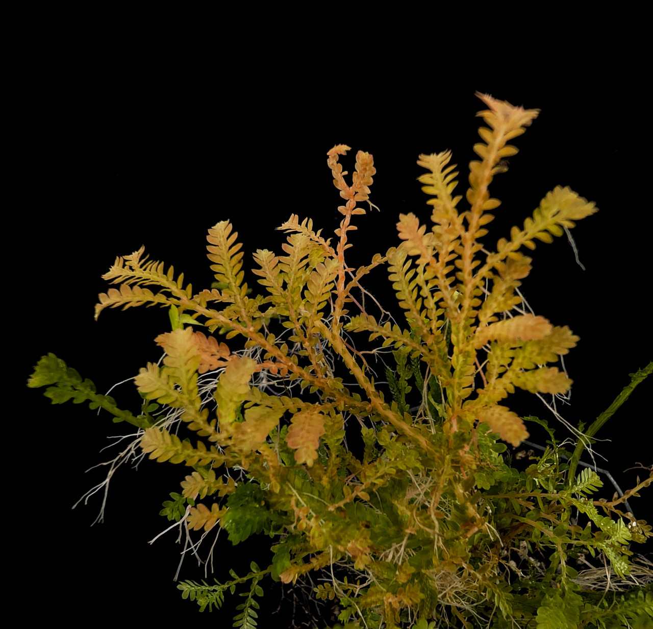 Selaginella wallichi