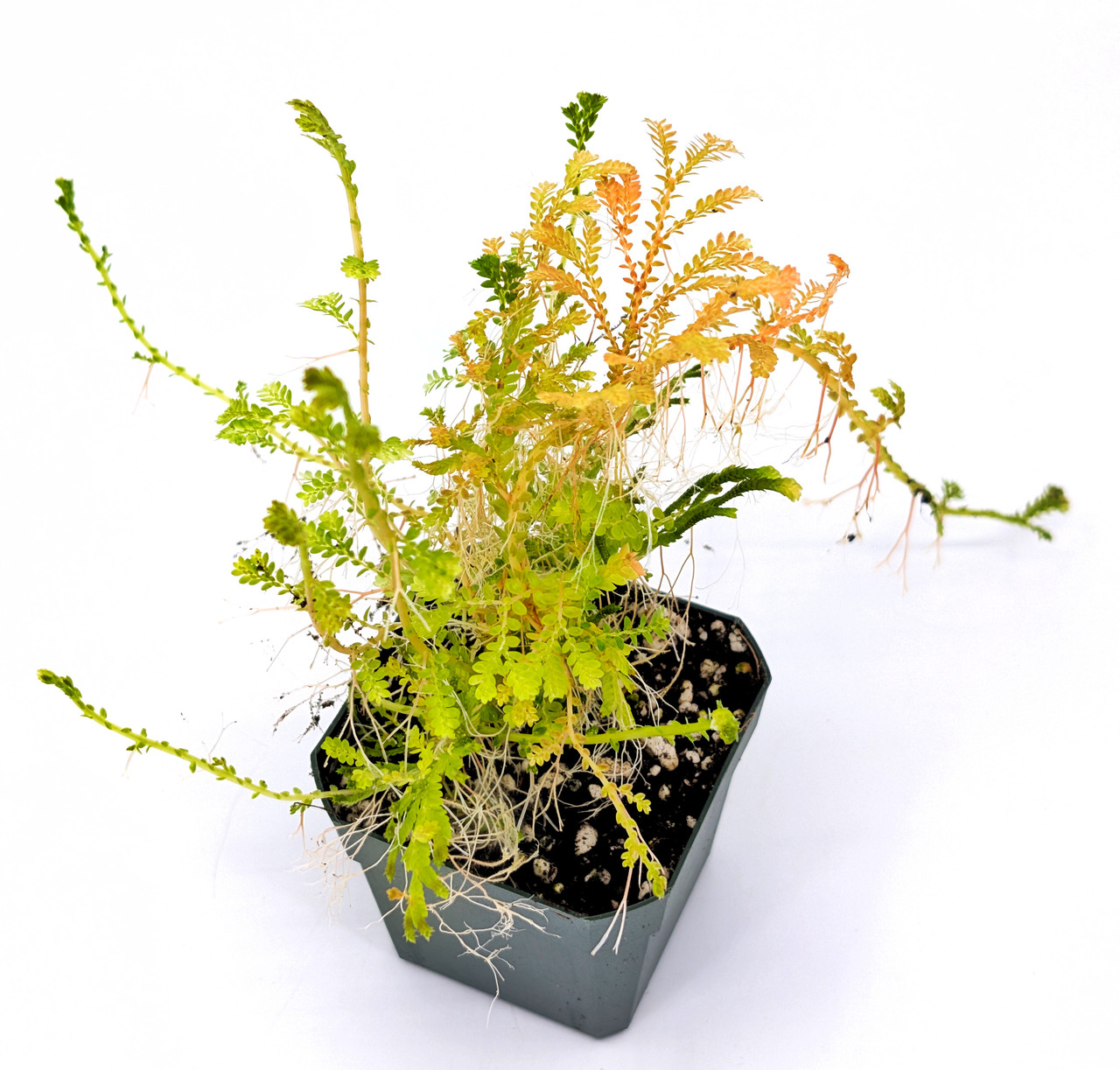 Selaginella wallichi - Thumbnail 4