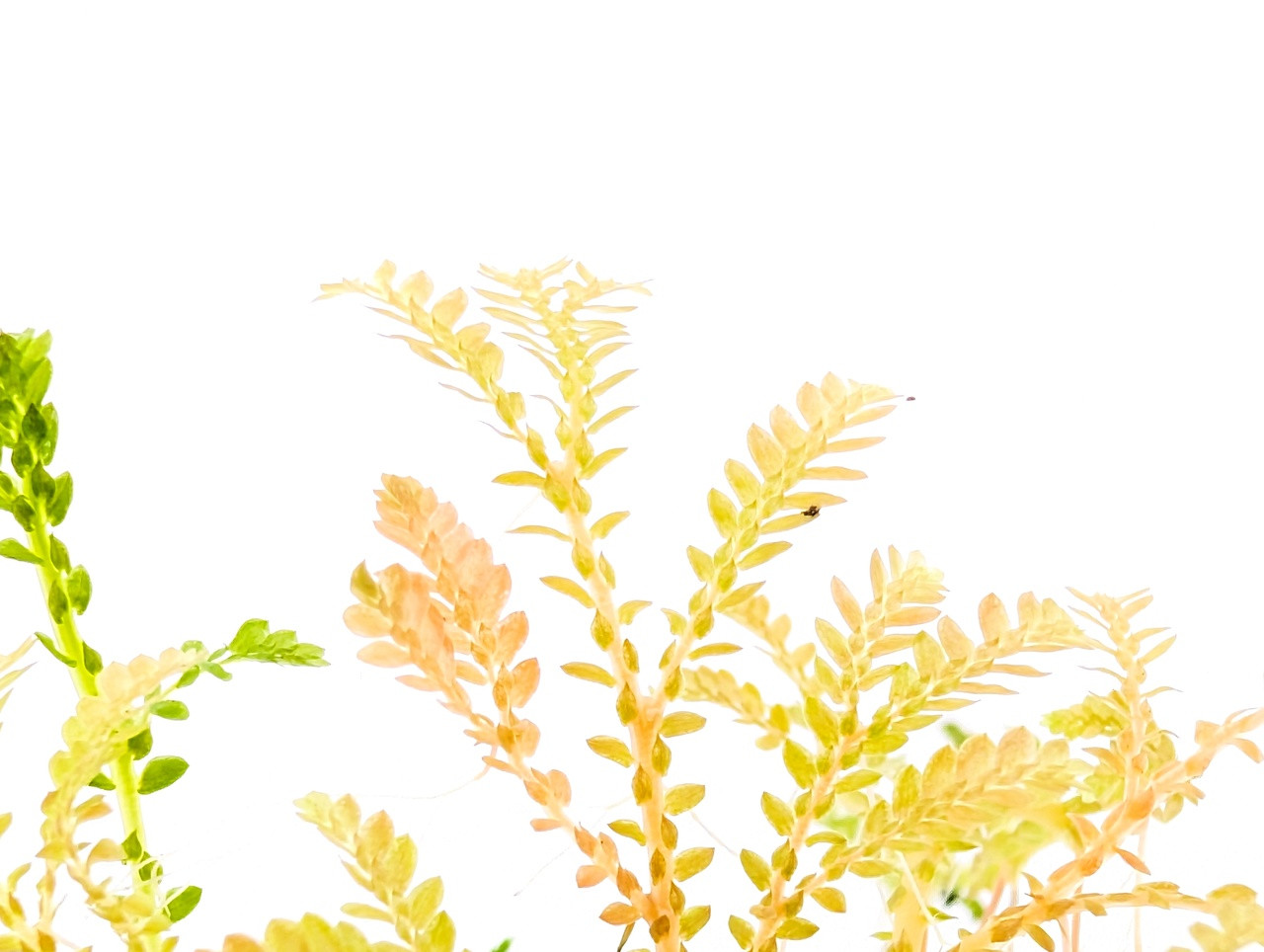 Selaginella wallichi - Thumbnail 5