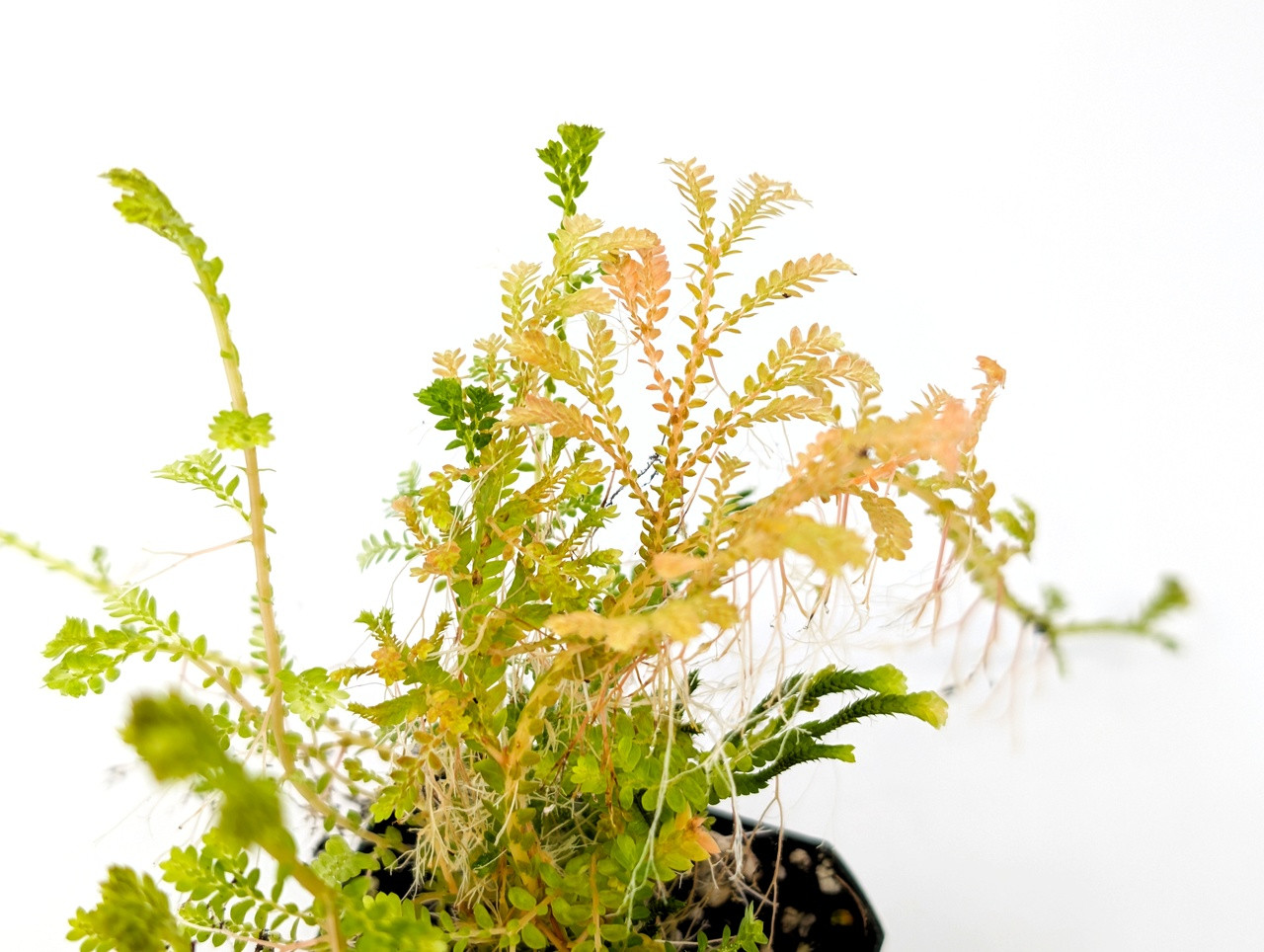 Selaginella wallichi - Thumbnail 2