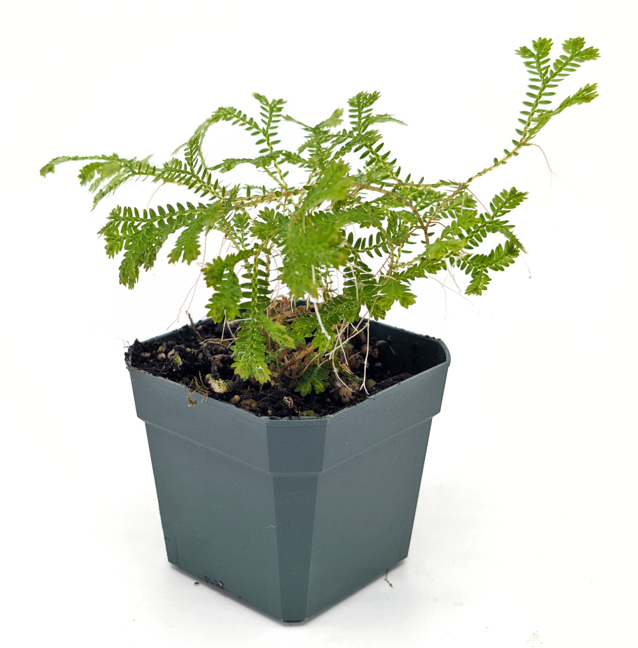 Selaginella sp. 'Madagascar'