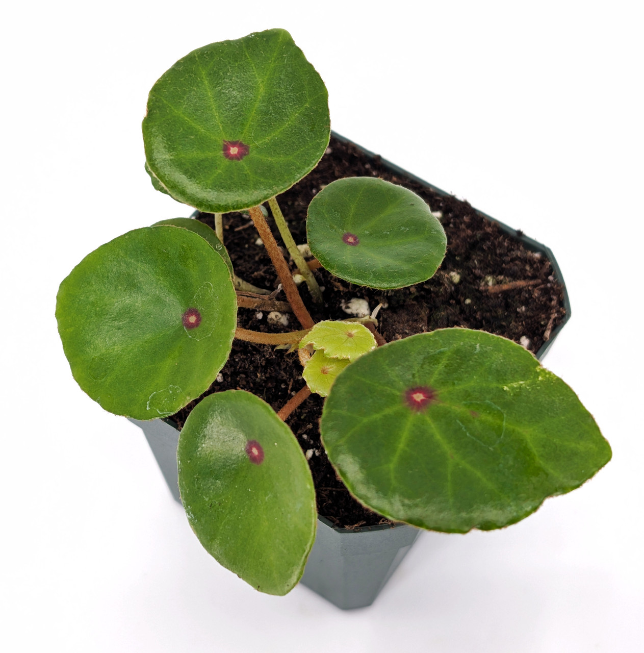 Begonia conchifolia