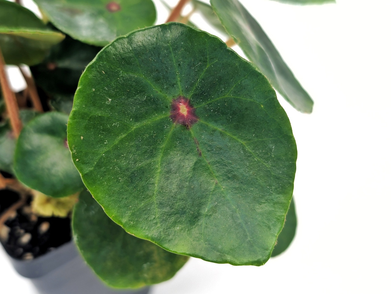 Begonia conchifolia - Thumbnail 2