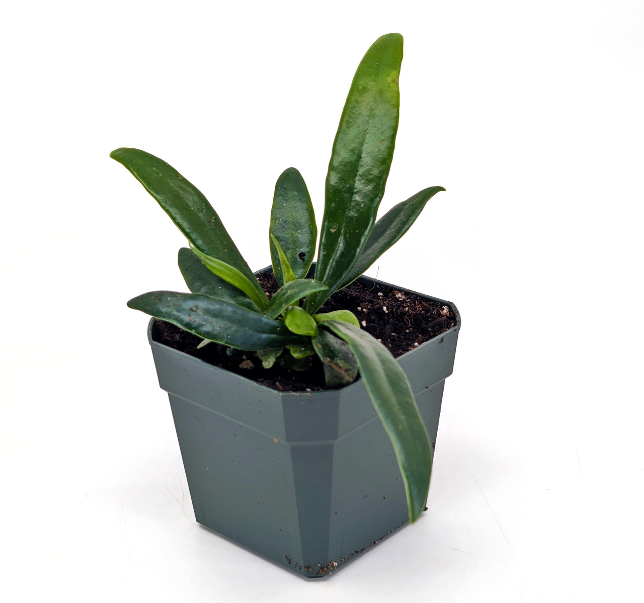 Microsorum thailandicum - Thumbnail 2