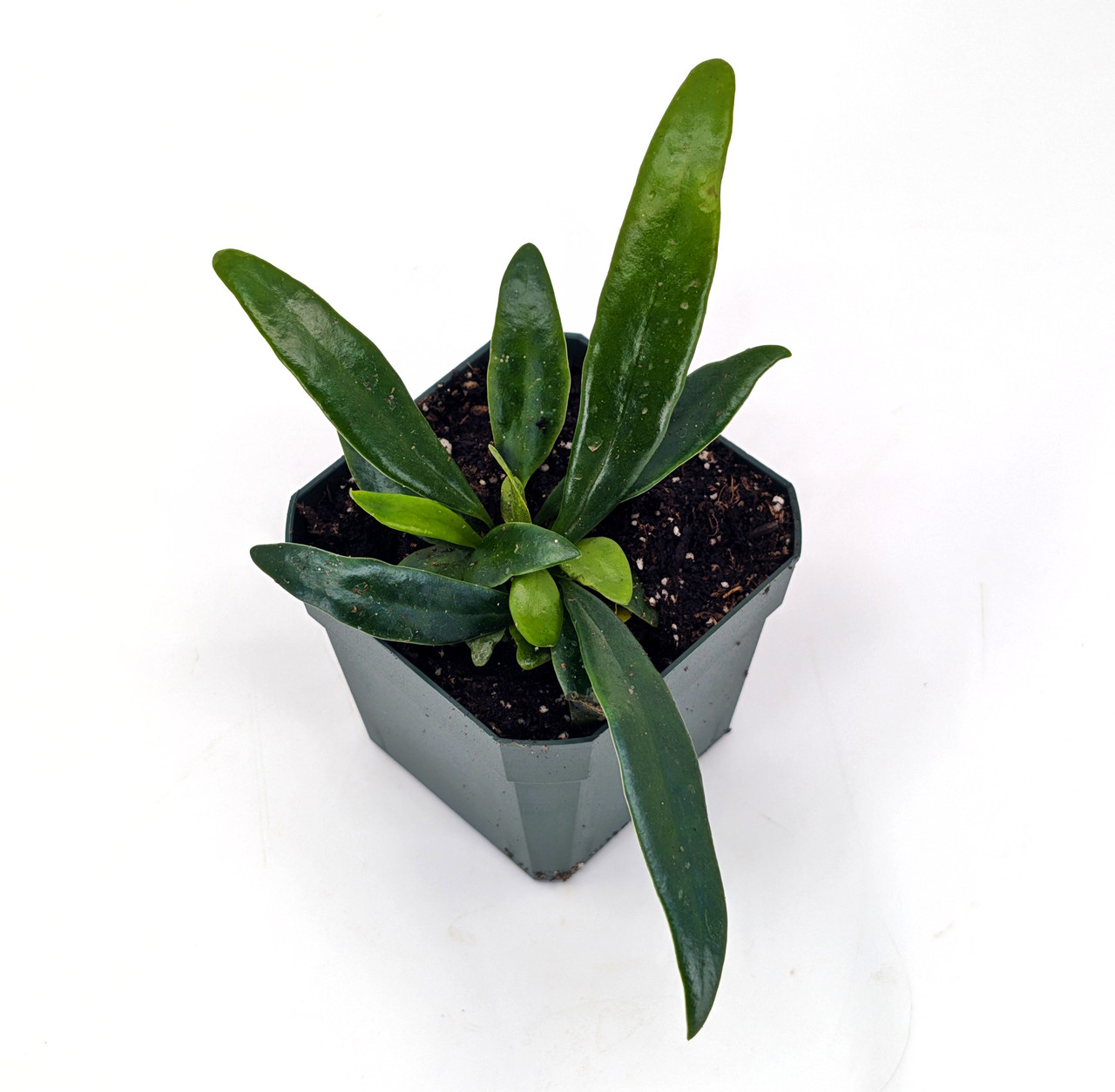 Microsorum thailandicum