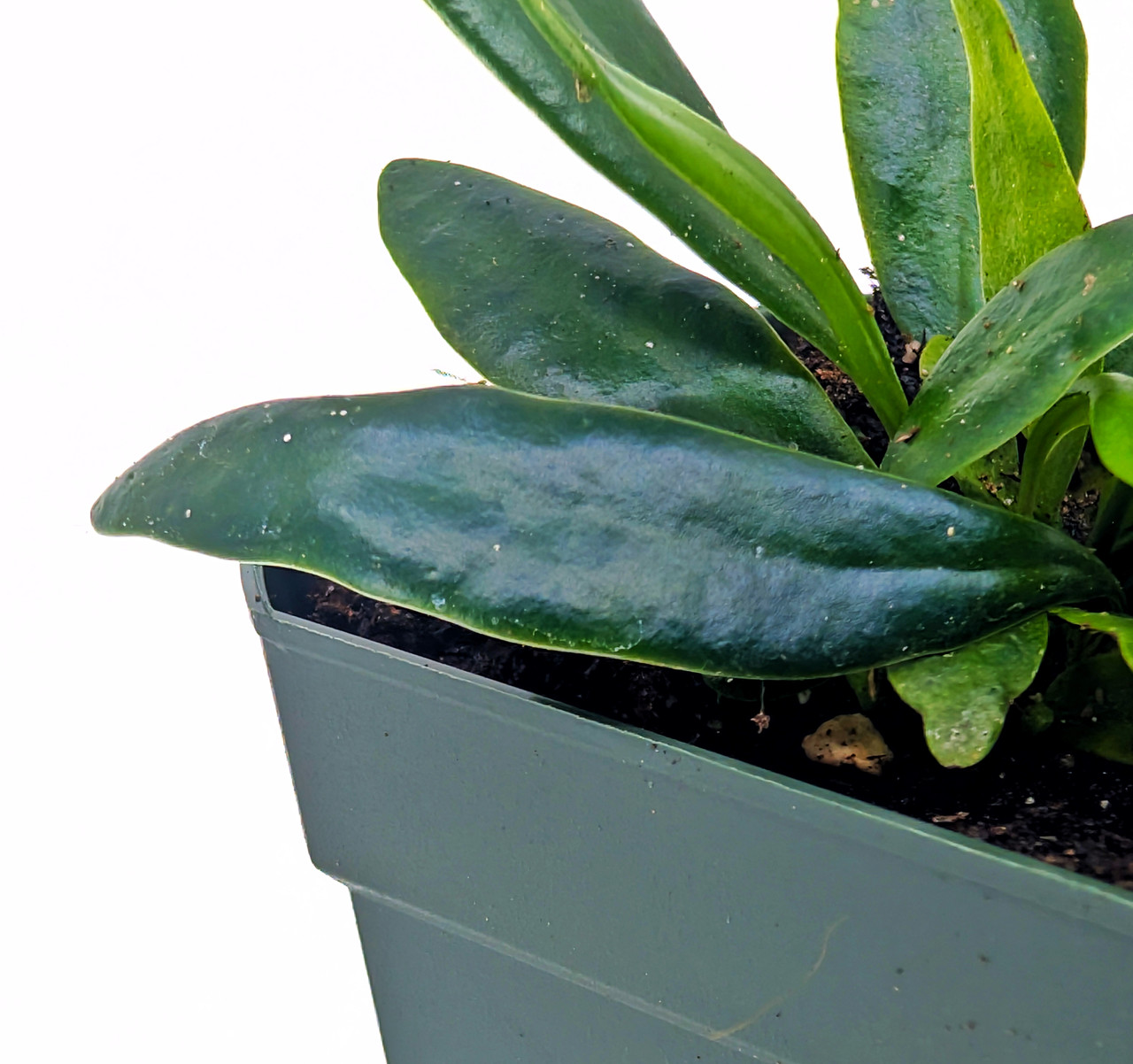 Microsorum thailandicum - Thumbnail 4