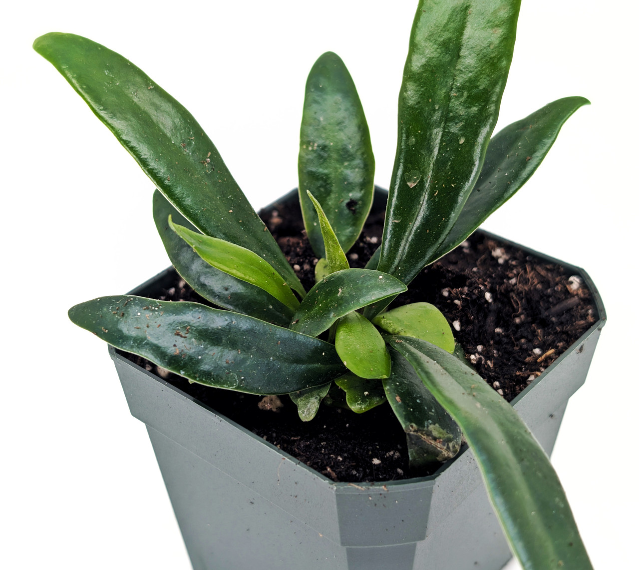 Microsorum thailandicum - Thumbnail 3