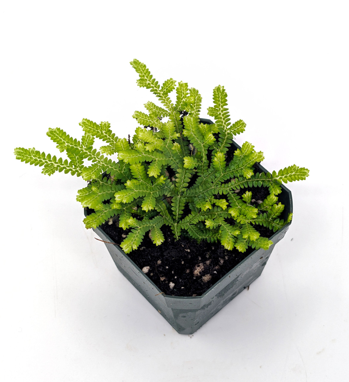 Selaginella serpens - Thumbnail 4