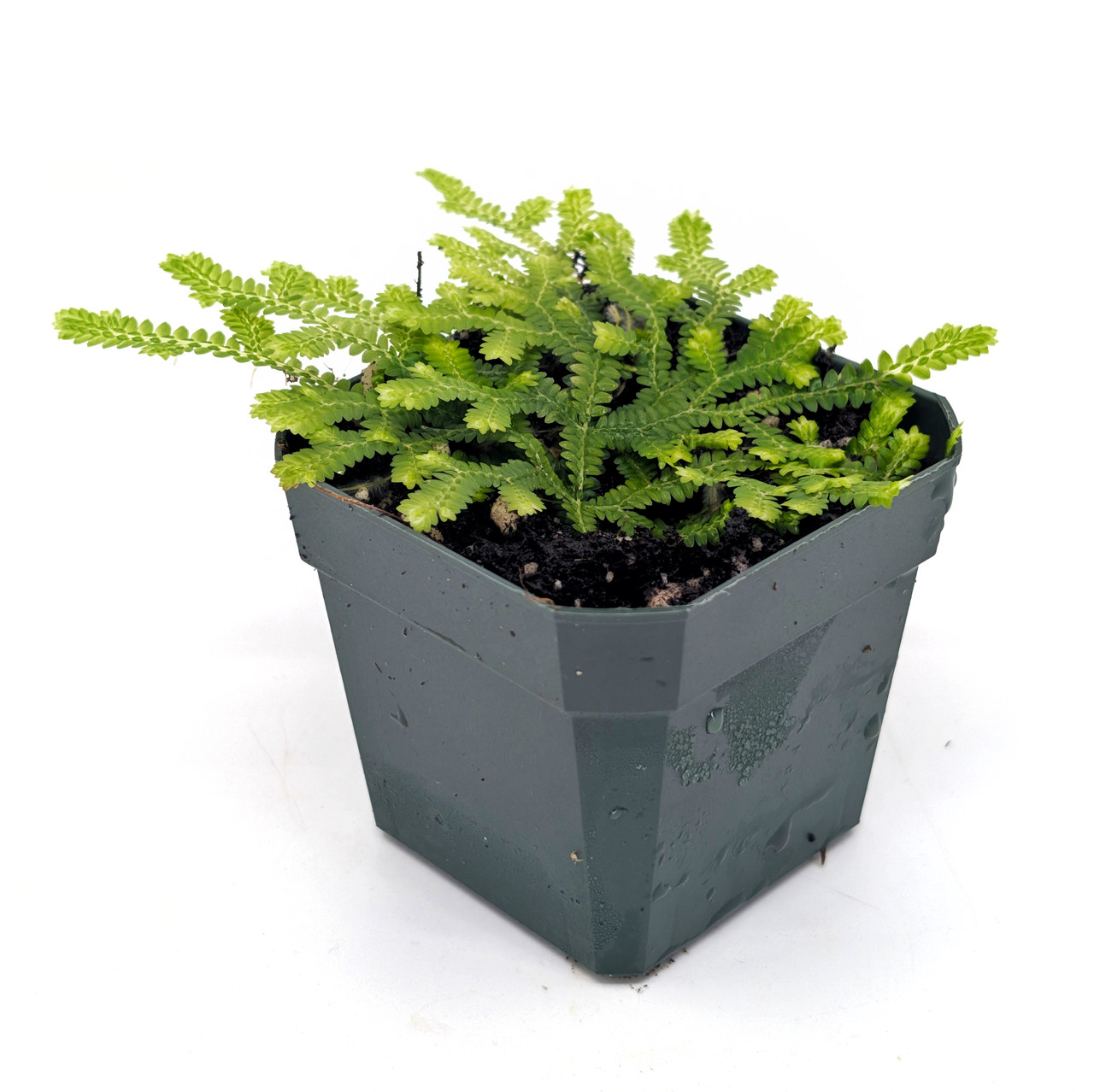 Selaginella serpens - Thumbnail 3