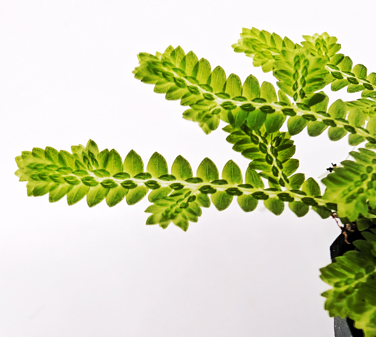 Selaginella serpens - Thumbnail 2