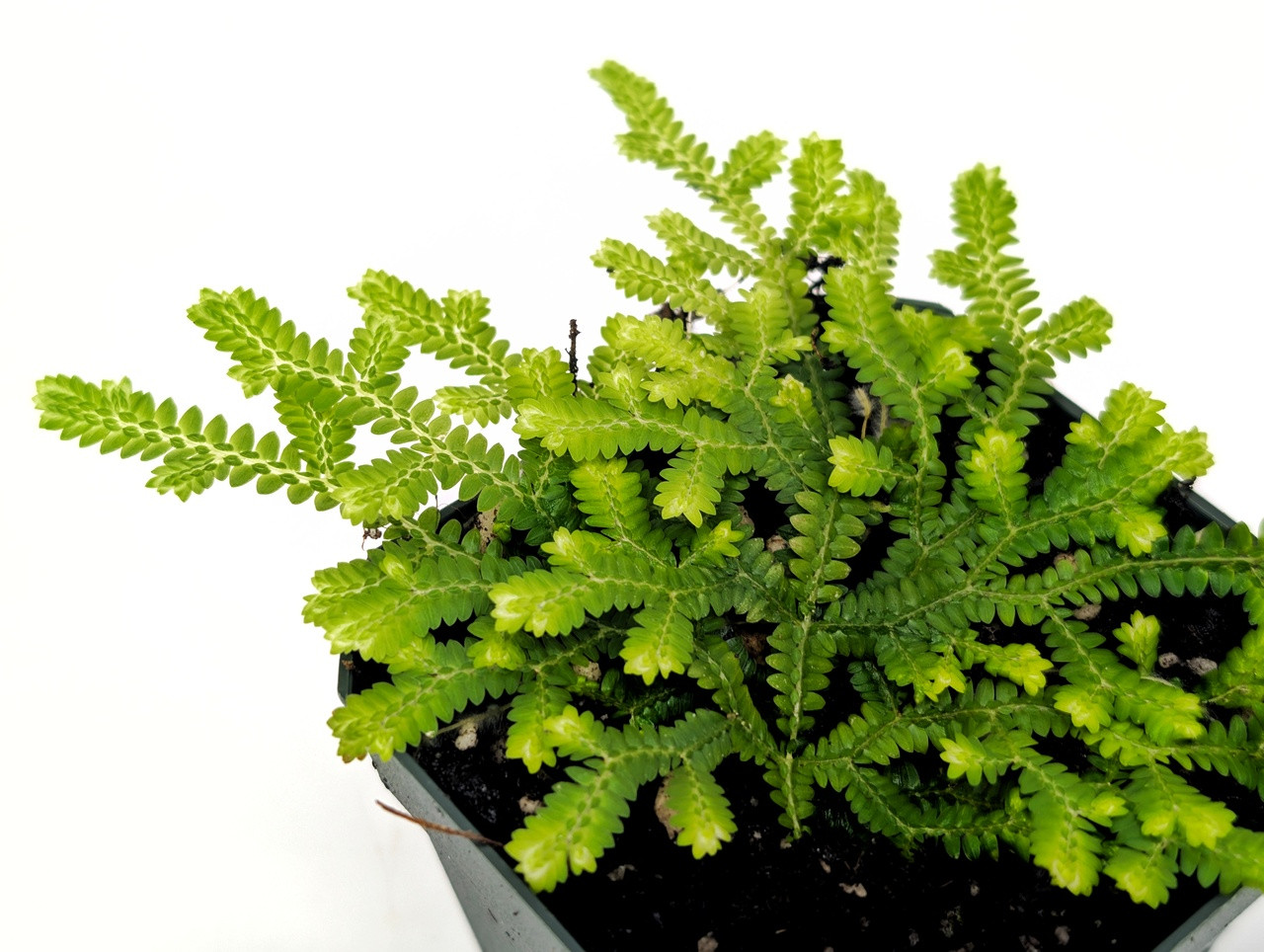 Selaginella serpens