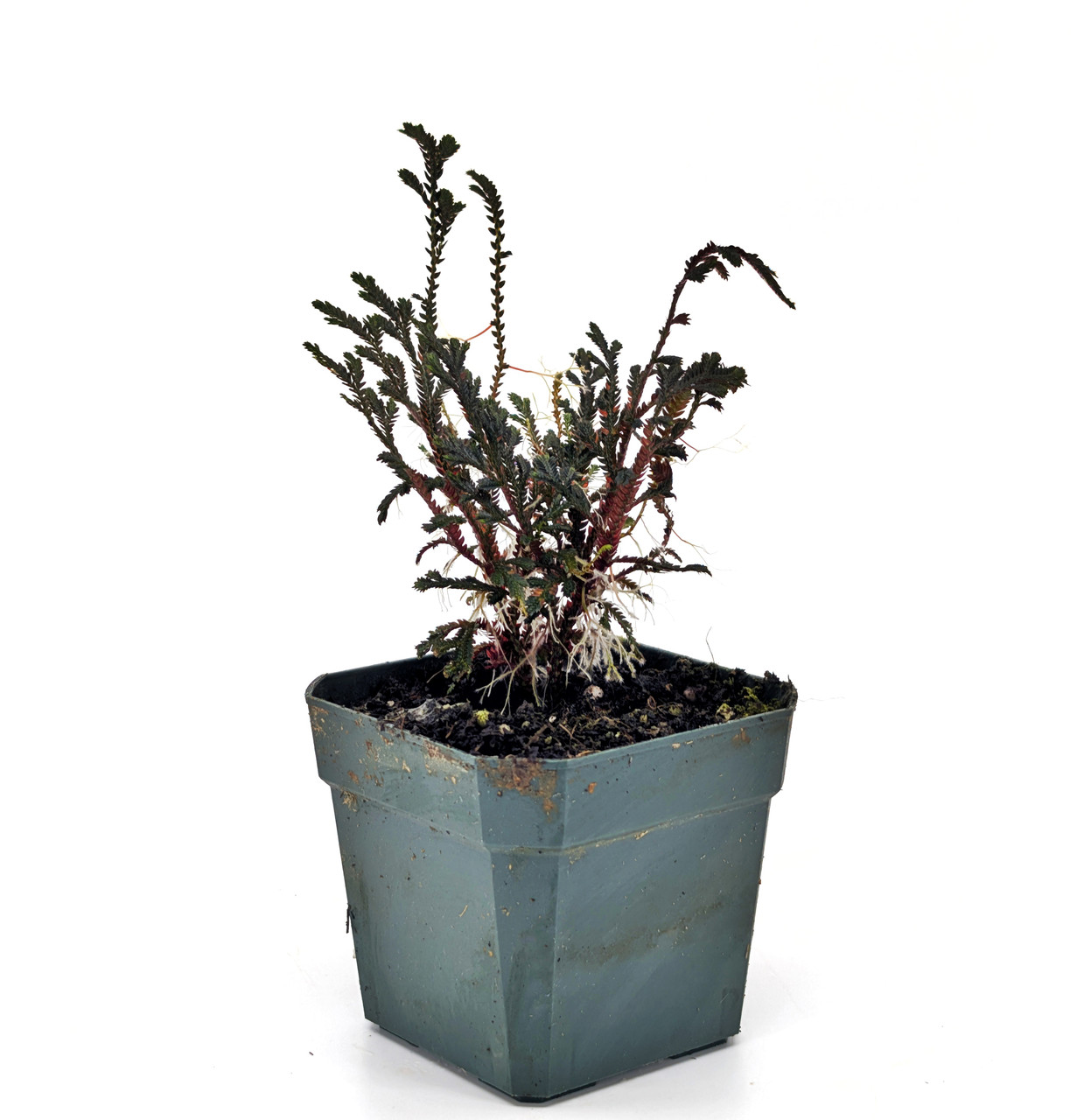 Selaginella erythropus