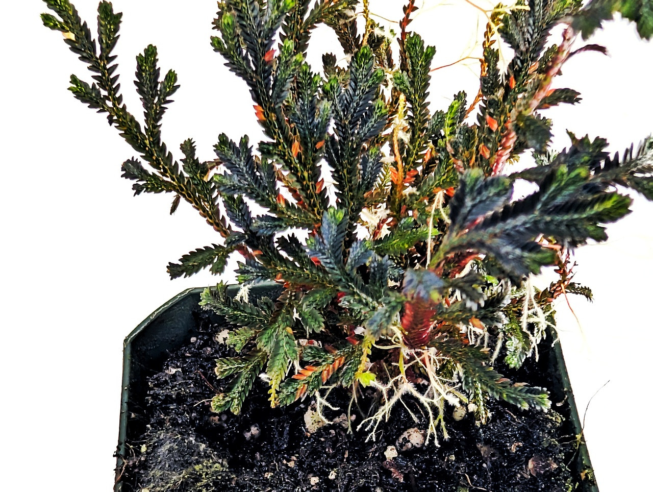 Selaginella erythropus - Thumbnail 2