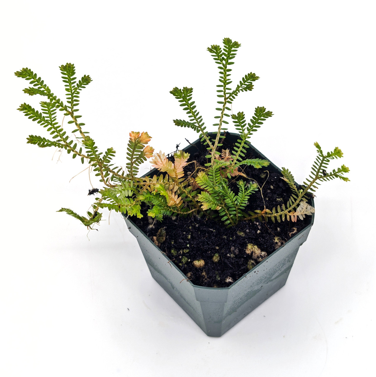 Glass Box Tropicals Selaginella sp. Madagascar - Thumbnail 5