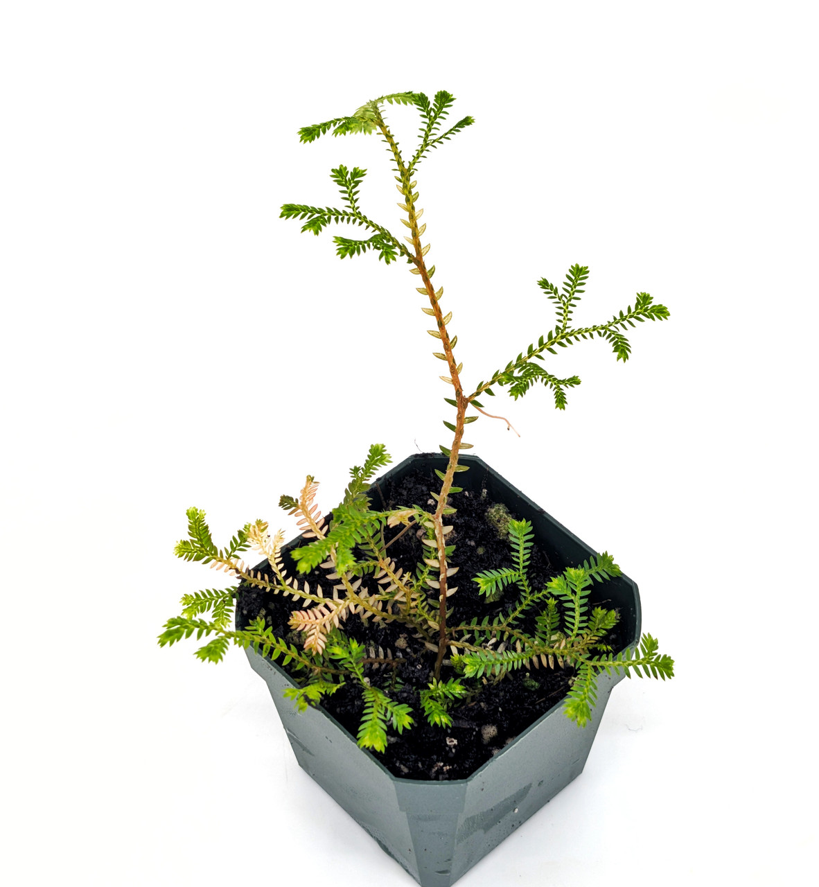 Glass Box Tropicals Selaginella erythropus