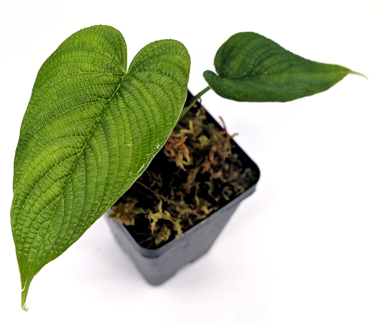 Philodendron lynnhannoniae　フィロデンドロン Philodendron lynnhannoniae