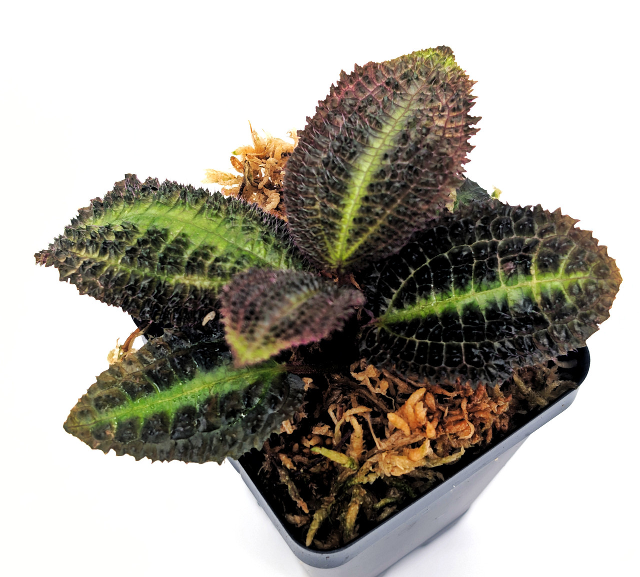 Triolena pustulata 'Dark Form'