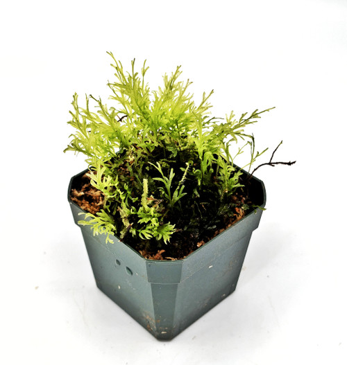 Crepidomanes malabaricum