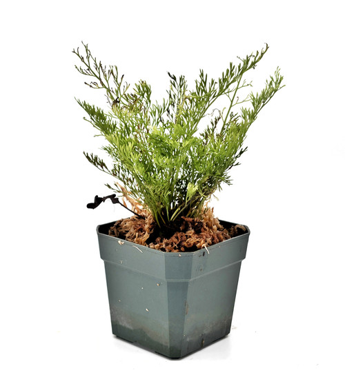 Plants By Genus - A-C - Asplenium - GLASS BOX TROPICALS