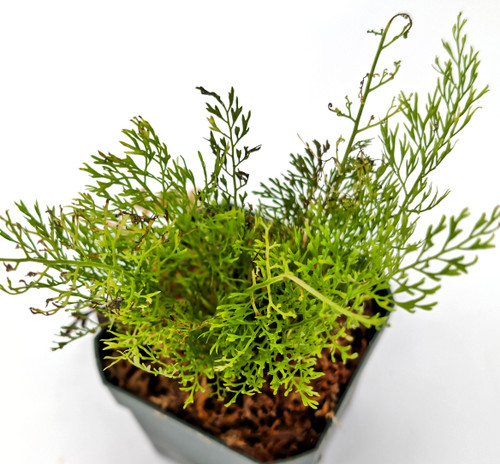 Asplenium theciferum cf Asplenium theciferum cf