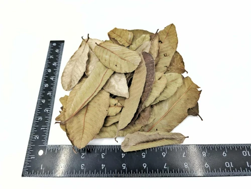 Guava Leaf Litter