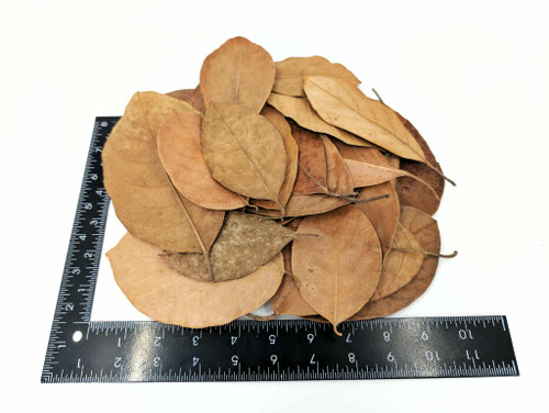 Jackfruit Leaf Litter