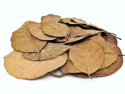 Khaya Leaf Litter