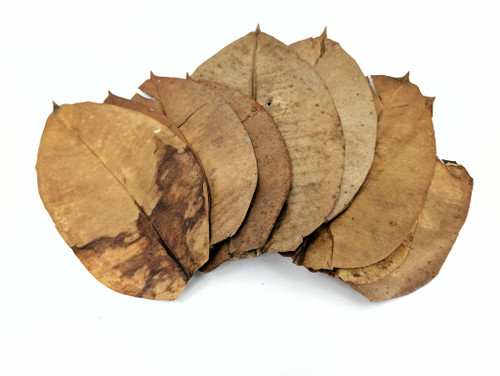 Colombian Rubber Tree Leaf Litter
