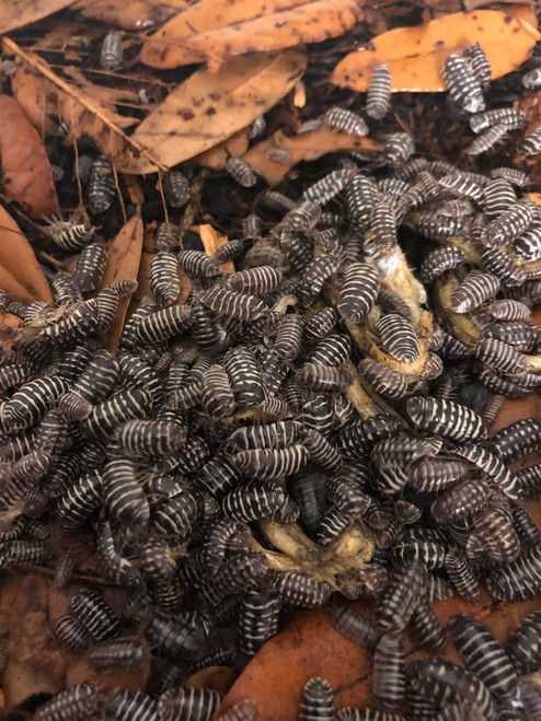 Iso Grub Freeze Dried Minnows