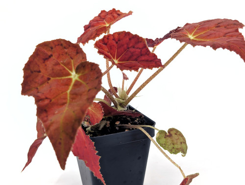 Begonia 'Autumn Embers'