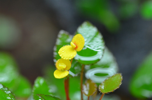 Begonia Buttercup