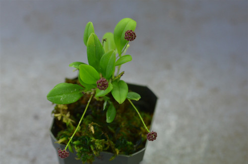 Platystele umbellata Platystele umbellata