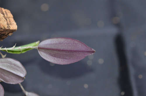 Lepanthes gargoyla Lepanthes gargoyla
