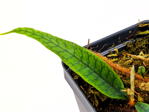 Microgramma tecta - GLASS BOX TROPICALS